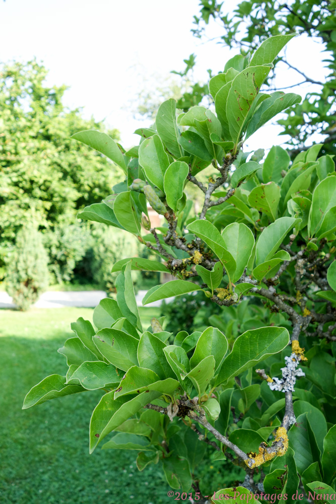 Les Papotages de Nana - Jardins Weleda